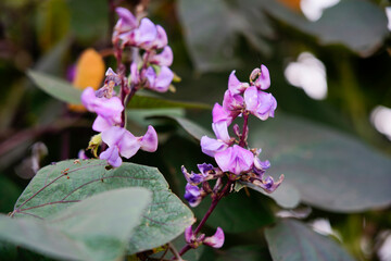 The blooming purple beans are in the garden.