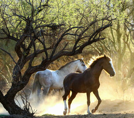 Wild Horses in Forest