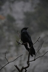 The Crow in the rain