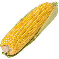Corn isolated on white background