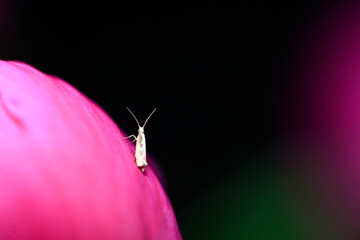 Vegetable moth. Important pests of vegetables in the family Lepidoptera