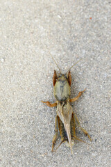 A mole cricket, with a tan body and broad forelegs.