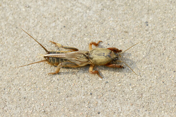 A mole cricket, with a tan body and broad forelegs.