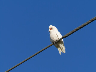  Long-billed corella, also known as long-billed cockatoo or slender-billed corella (Cacatua tenuirostris) perched on a wire with a clear blue sky background.