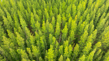 aerial view of dark green forest Abundant natural ecosystems of rainforest. Concept of nature...