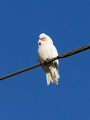  Long-billed corella, also known as long-billed cockatoo or slender-billed corella (Cacatua tenuirostris) perched on a wire with a clear blue sky background.