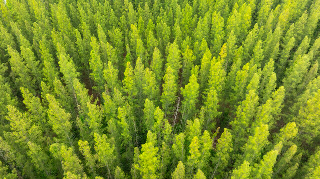 Fototapeta aerial view of dark green forest Abundant natural ecosystems of rainforest. Concept of nature forest preservation and reforestation. 