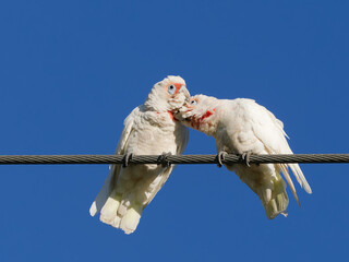  A pair of Long-billed corella, also known as long-billed cockatoo or slender-billed corella (Cacatua tenuirostris) perched on a cable with clear blue sky background preening.
