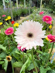 Gerbera daisy in flowers garden marketplace.