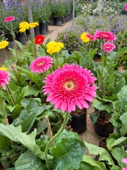 Gerbera daisy in flowers garden marketplace.