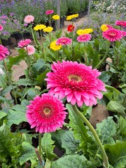 Gerbera daisy in flowers garden marketplace.