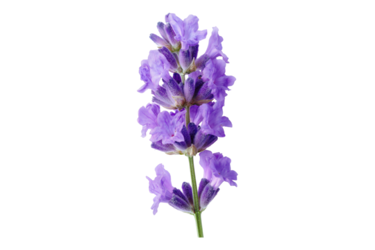 Lavender flower, isolated on transparent background - Powered by Adobe