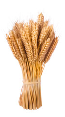 Obraz premium Golden Wheat Stalks Tied in Bundle