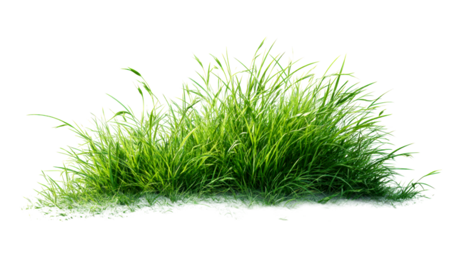 Lush Green Grass Patch With Small White Particles