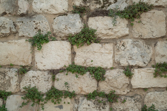 Stone wall with weeds along the street on mount olive in east jerusalem