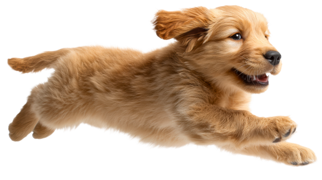 Golden Retriever puppy running with tongue out