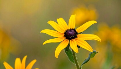 Close-up of a vibrant yellow Black-Eyed Susan flower in bloom.