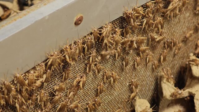 white crickets in the market