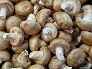 Close-up, overhead view of a large pile of fresh Shiitake mushrooms, showing their smooth brown caps and thick, white stems.