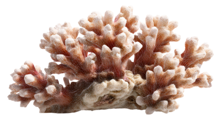 Coral growth with intricate branching structures