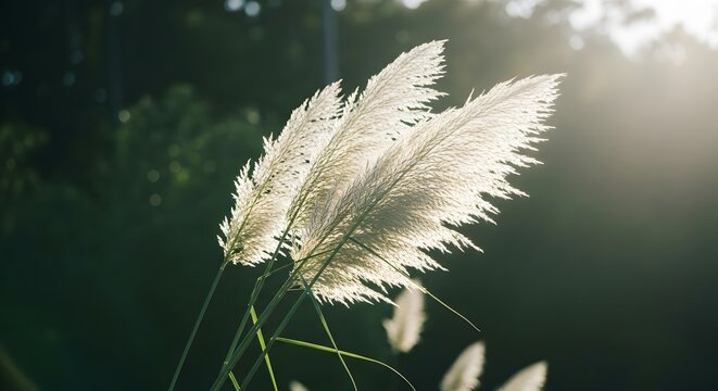 Close up of a feathery white pampas grass plume illuminated by soft golden sunlight in a garden