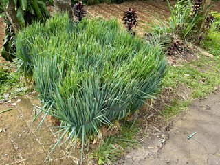 Large, dense bundles of freshly harvested green spring onions (Allium fistulosum) tied together on the ground.