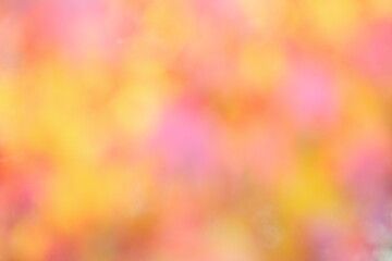 紅葉したカエデの葉のアウトフォーカス