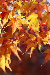 黄葉したカエデの葉のクローズアップ