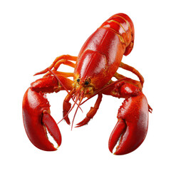 Vibrant Red Lobster: A single, succulent red lobster, freshly cooked and presented, ready to be a culinary delight, capturing its exquisite texture and visual appeal.