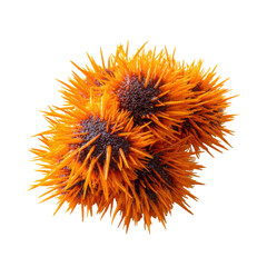 Orange Globe Thistle: A cluster of vibrant orange globe thistle flowers showcases their unique, spiky texture and striking beauty.