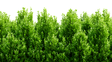 Lush green foliage texture with dense leaves and branches