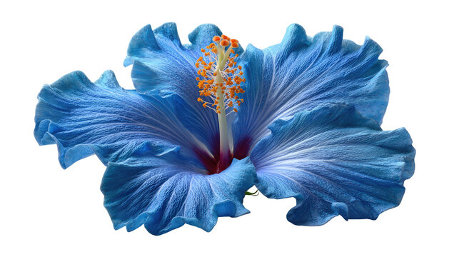 Hibiscus in Bloom: A vibrant, close-up shot of a single blue hibiscus flower, showcasing the intricate details of its petals and delicate stamen. It's a botanical marvel.
