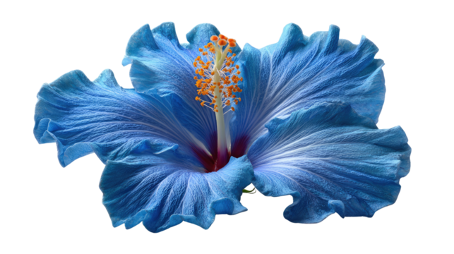 Hibiscus in Bloom: A vibrant, close-up shot of a single blue hibiscus flower, showcasing the intricate details of its petals and delicate stamen. It's a botanical marvel.