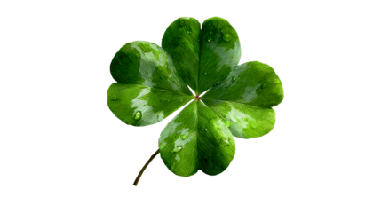 Four Leaf Clover with Water Droplets