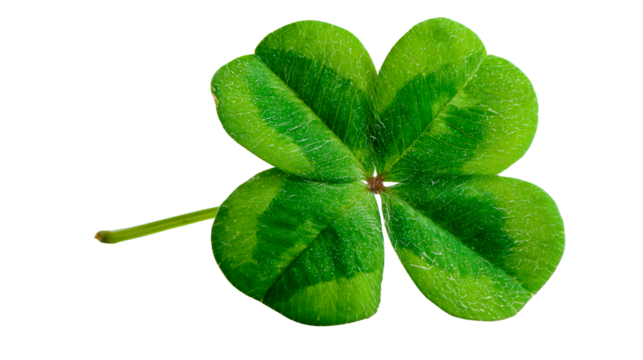 Green Four Leaf Clover with Dew Drops