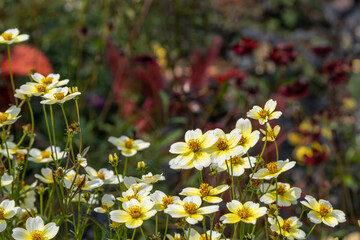 満開のウインターコスモス