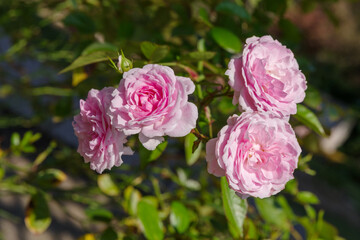 ピンク色のバラ（ツー シスターズ）