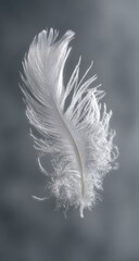 Delicate white feather, seemingly floating against a muted gray backdrop