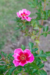 Fototapeta premium ピンク色のバラ（ピンク トルマリン バビロン）