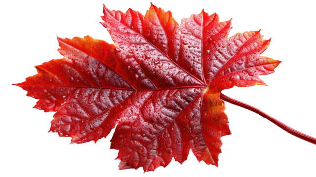 Crimson Leaf: A close-up showcases a vivid, crimson leaf, its intricate veins and textures revealed in detail, symbolizing autumn's transition.