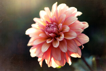 Delicate Pink Dahlia Flower Blooming in Soft Sunlight Vintage Nature Aesthetic