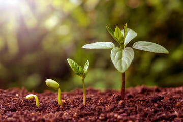 Young Plant Growth Stages in Soil Concept of Nature Evolution and Sustainability