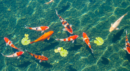 Clear turquoise pond with vibrant orange and white koi gliding above lily pads under sunlit ripples