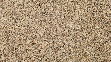 Rice husk background texture. Close-up texture or background of dried paddy rice. unhusked rice grains