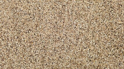 Rice husk background texture. Close-up texture or background of dried paddy rice. unhusked rice grains
