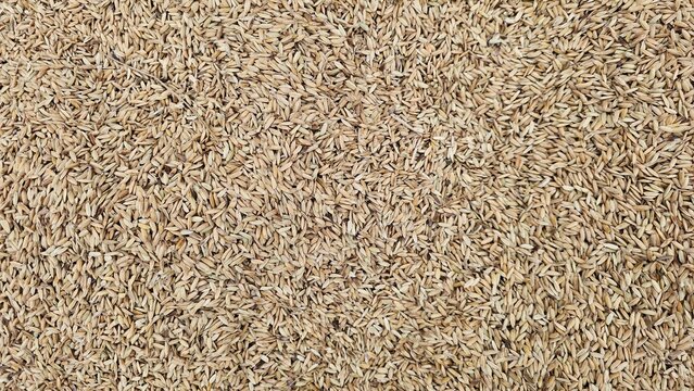 Rice husk background texture. Close-up texture or background of dried paddy rice. unhusked rice grains