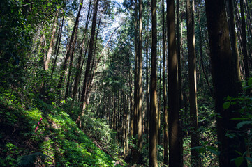 Fototapeta premium 茨城 森の中の景色（常陸太田市）