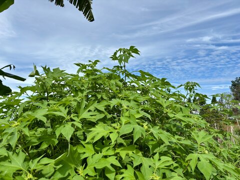 Lush, tropical foliage of Chaya (Cnidoscolus aconitifolius) with palmately lobed leaves, standing tall against a bright blue sky with wispy clouds.