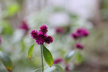 alternanthera porrigens, blooming plant in a garden