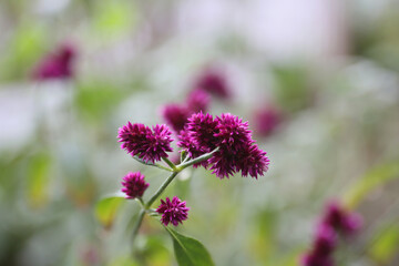 alternanthera porrigens, blooming plant in a garden